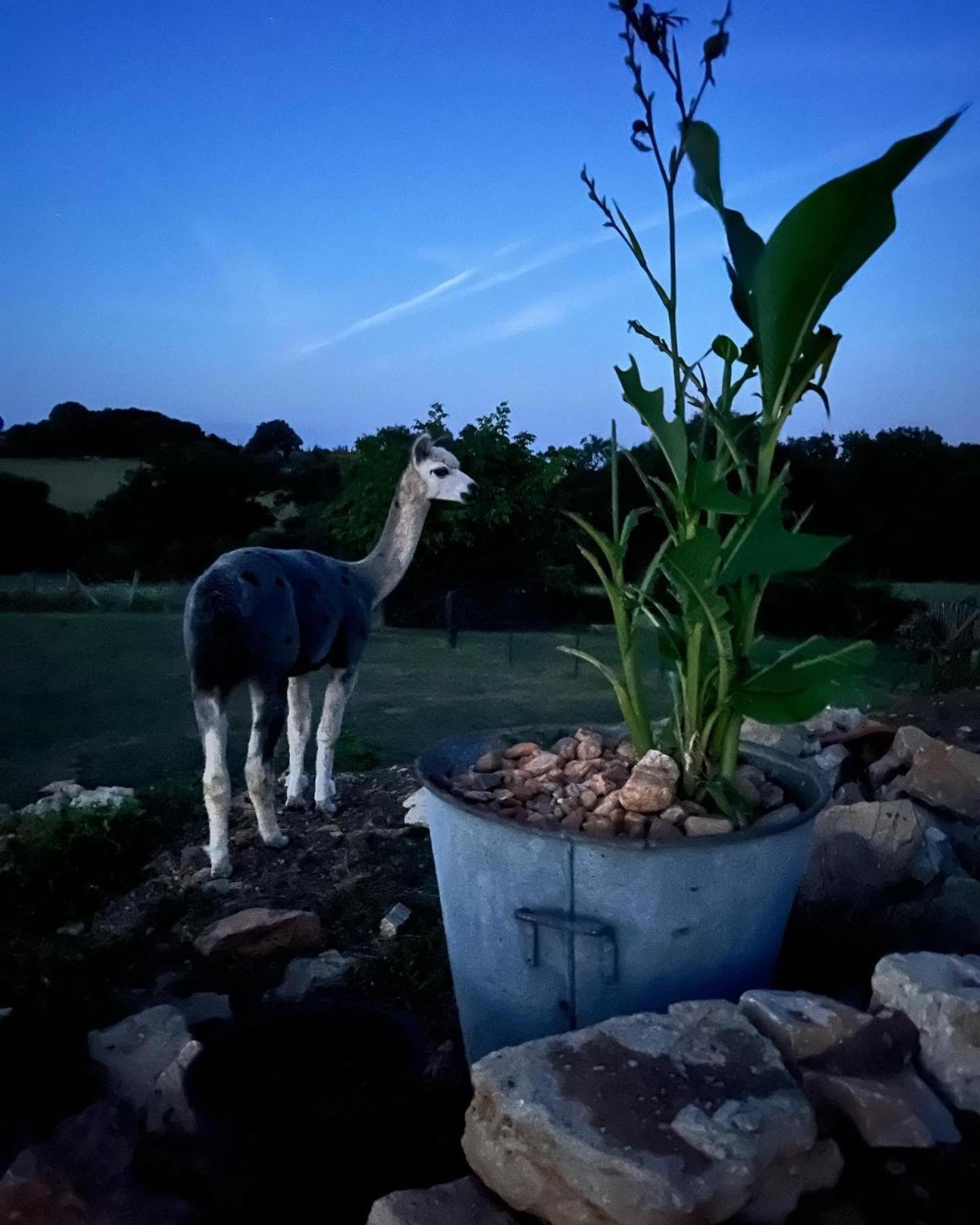 Gite La Borie Fons  Exterior foto